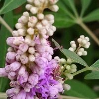 セイヨウニンジンボク,イイ香り見つけ隊の画像