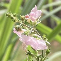 リナリア,プランター,優しい色の画像