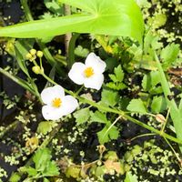 オモダカ,水生植物の画像