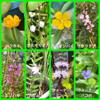 ミソハギ,ウォーターバコパ,コウホネ,ウォーターミント,サクラタデの画像