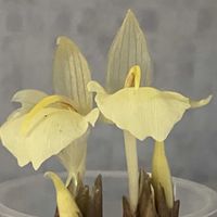 マツバボタン,マリーゴールド,ミョウガの花,ミョウガ,可愛いの画像