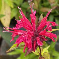 モナルダ,ガーデニング,花のある暮らし,ナチュラルスタイル,おうち園芸の画像