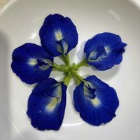 バタフライピー,グリーンカーテン,夏の花,楽しみ〜,花のある暮らしの画像