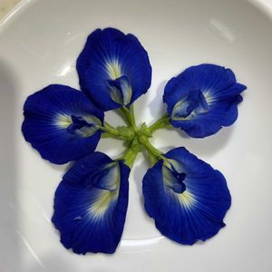 バタフライピー,グリーンカーテン,夏の花,楽しみ〜,花のある暮らしの画像