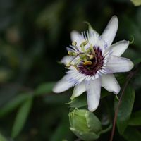 トケイソウ,京都府立植物園,散歩道の花,一眼レフ撮影の画像