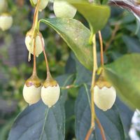 エゴノキ,エゴノキの実,GSに感謝。,植物観察,植物散策の画像