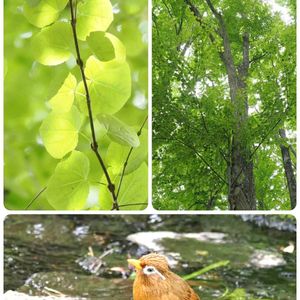 カツラ,花散歩,OLYMPUS,ミラーレス一眼,鳥さん☆大好きの画像