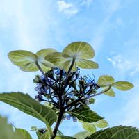 アジサイ,紫陽花,大島緑花,紫陽花　大島緑花,お花の画像