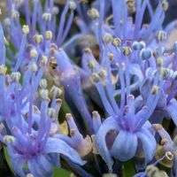 ガクアジサイ,花のある暮らし,お隣さん,植物好き,自然の不思議の画像