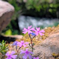 シバザクラ,芝桜,シバザクラ（芝桜）,お花,シバザクラ❇︎の画像