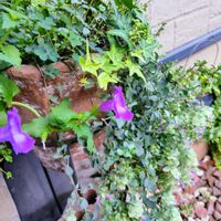 トレニア,アイビー,オレガノ ケントビューティー,サマーミスト,寄せ植えの画像