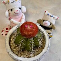 ハートカズラ,メロカクタス属 マタンザヌス,GSミニモニ。,ソクモン祭り,ピンクワールドへ ようこその画像
