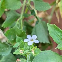 バコパ,公園散歩,今日のお散歩,歩くの大好き♡の画像