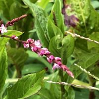 アイ,アイ,実家周辺,暑さに負けず,花に癒されての画像