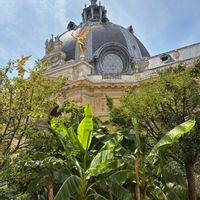 ヤシの木,プティ•パレ美術館,本の山積みの画像