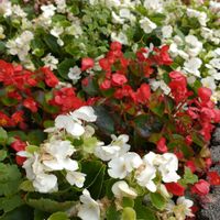 ベゴニア,ベゴニア・センパフローレンス,鉢植え,花壇,ガーデニングの画像