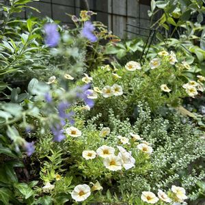 アガスターシェ,花のある暮らし,大好きなお花,山中湖の画像