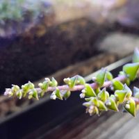 茜の塔錦,暁の峰,暁の峰（西の塔斑入り）,多肉植物,クラッスラの画像