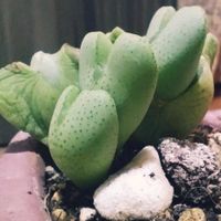 コノフィツム,コノフィツム　式典,多肉植物,キッチンの画像