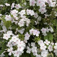 オリーブ,プルメリア,フロックス オープニングアクト ピンクアドット,頑張れ熊本！,頑張れ北陸♡の画像