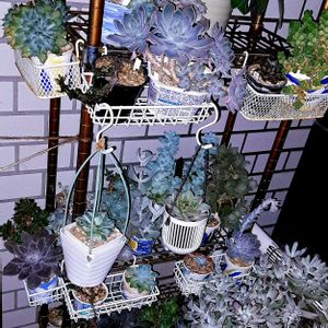 多肉植物,多肉棚,植物男子ベランダー,エケベリア好き,ベランダの画像