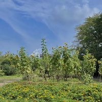 花のある暮らし,お散歩写真,緑のある暮らし,GSに感謝。,平和を願うの画像