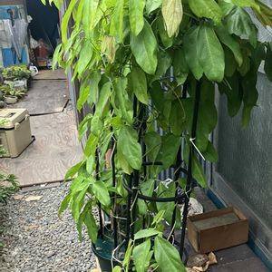 ヒスイカズラ,鉢植え,カット苗,ヒスイカズラ属,ヒスイカズラ鉢植えの画像
