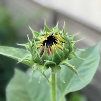 ヒマワリ,ガーデニング,花のある暮らしの画像