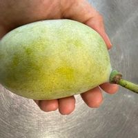 ポポー,ポポーの実,ポポーの果実,キッチン,テラスの画像