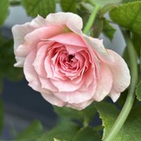 桜吹雪,いつもありがとう♡,花のある暮らし,葉っぱのある暮らし,ばら バラ 薔薇の画像