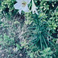 花のある暮らし,お散歩写真,GSに感謝。,平和を願う,いつも笑顔で〜〜♡の画像