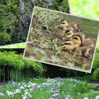 ハナショウブ,花散歩,OLYMPUS,ミラーレス一眼,鳥さん☆大好きの画像