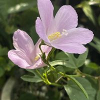 チェリーセージ,ハイビスカス,ハイビスカス ロバツス,ハマナデシコ,サルビア  ミラージュの画像