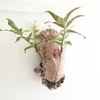 シダ,ドリナリア クエルシフォリア,観葉植物,シダ植物,グリーンインテリアの画像