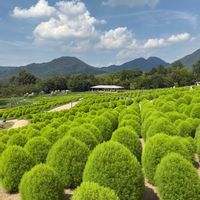 コキア,ランチ,国営讃岐まんのう公園,２０２０年５月同期,能登半島の復興を願いますの画像