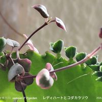 ハートカズラ斑入り《レディハート》,多肉植物,꒰ღ˘◡˘ற꒱かわゅ~,雑貨好き♡,植物のある暮らしの画像