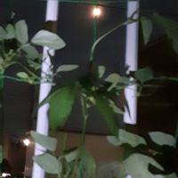 ヨルガオ,白・しろ・ホワイト,金曜日の蕾たち,夜咲き月見草,熊本地震お見舞い申し上げますの画像