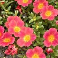 ポーチュラカ,スベリヒユ,ハナスベリヒユ,ハナスベリヒユ,野草の画像