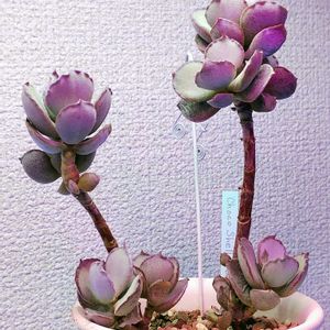 多肉植物,多肉大好き,多肉中毒,コチレドン属,多肉多肉多肉の画像