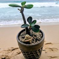 アデニウム,多肉植物,大好き,お気に入り♡,かわいい♡の画像