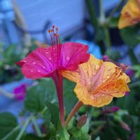 アイ,オシロイバナ,オシロイバナ,いつもありがとう♡,花散歩の画像