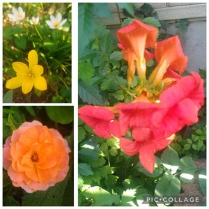 夏の花,放置栽培,お花のある暮らし,庭に咲くお花たちの画像