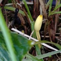アカンサス,ナンバンギセル,マツリカ,プロテア,クラウンフラワーの画像