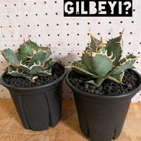 アガベ,Agave 'Felipe Otero' FO-076 Sierra Mixteca,アガベ・オテロイ,実生,アガベ属の画像