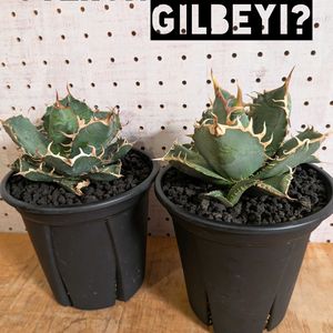 アガベ,Agave 'Felipe Otero' FO-076 Sierra Mixteca,アガベ・オテロイ,実生,アガベ属の画像