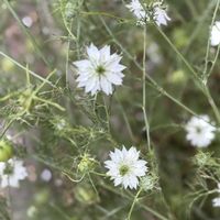 ニゲラ,クロタネソウ,ドライフラワー,キンポウゲ科,クロタネソウ属の画像