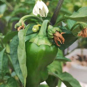 ピーマン,ガーデニング,ネコ好き,プランター野菜,夏野菜の画像