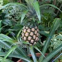 パイナップル,ナツフジ,ナツフジ,植物園,まだまだ初心者の画像
