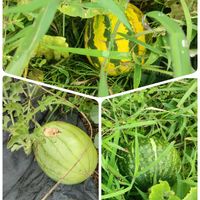 メロン,ピノ・ガール,花のある暮らし,たねからの幸せの画像