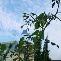 トマト,原種アサガオ,秋を感じる,秋の空,今日の庭からの画像